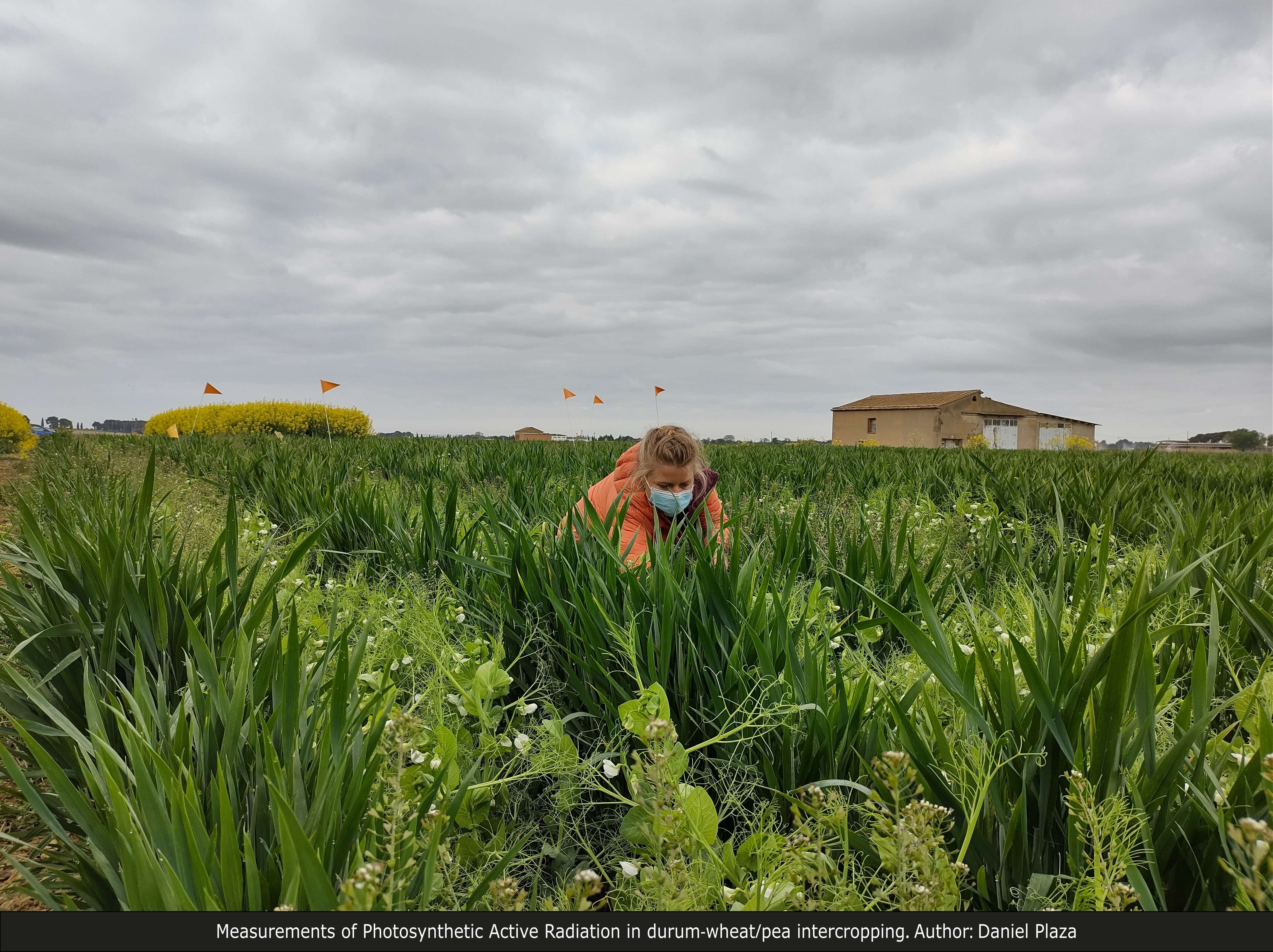 Measurements of Photosynthetic Active Radiation in durum-wheat/pea intercropping.