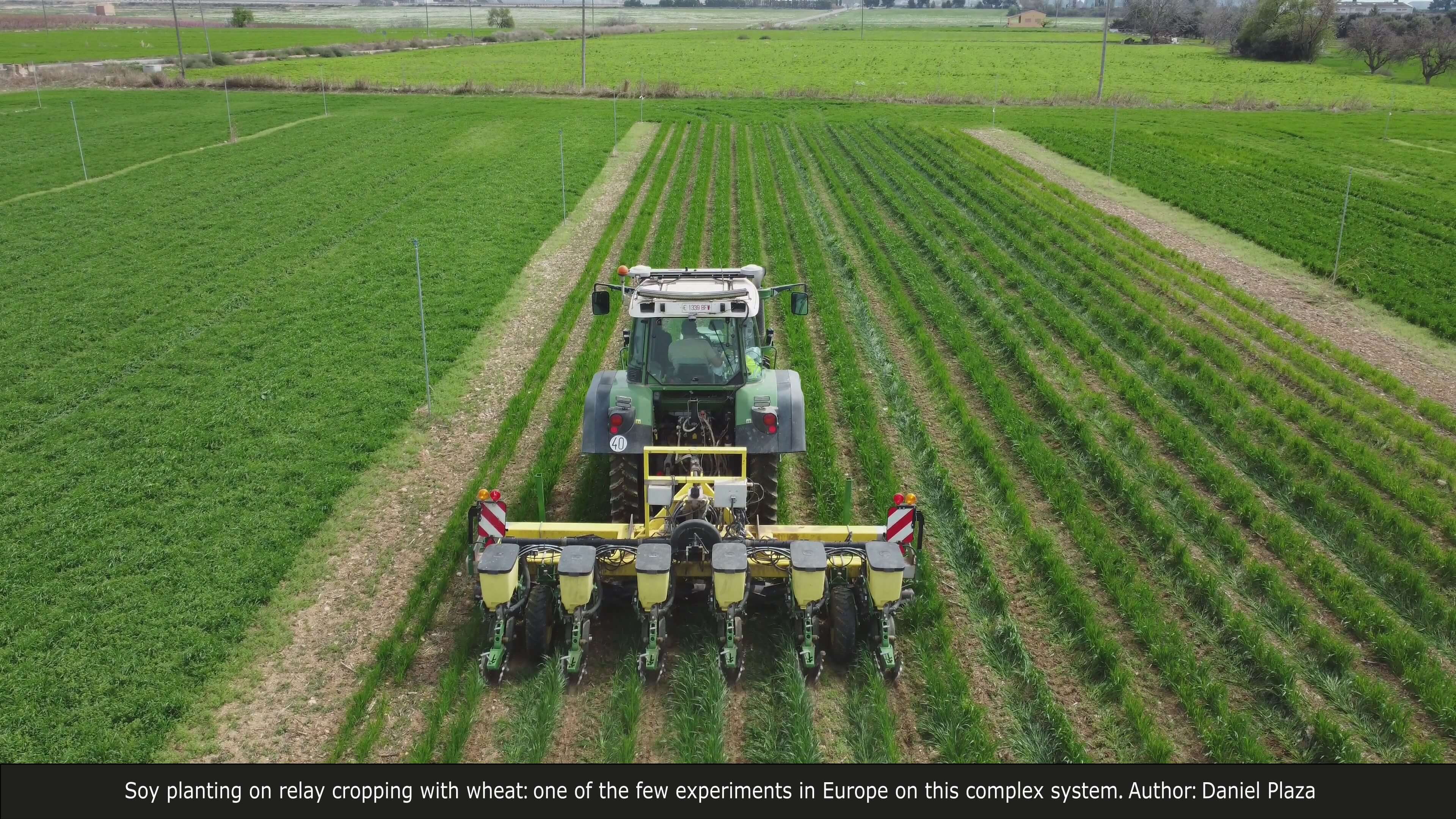 Soy planting on relay cropping with wheat: one of the few experiments in Europe on this complex system.