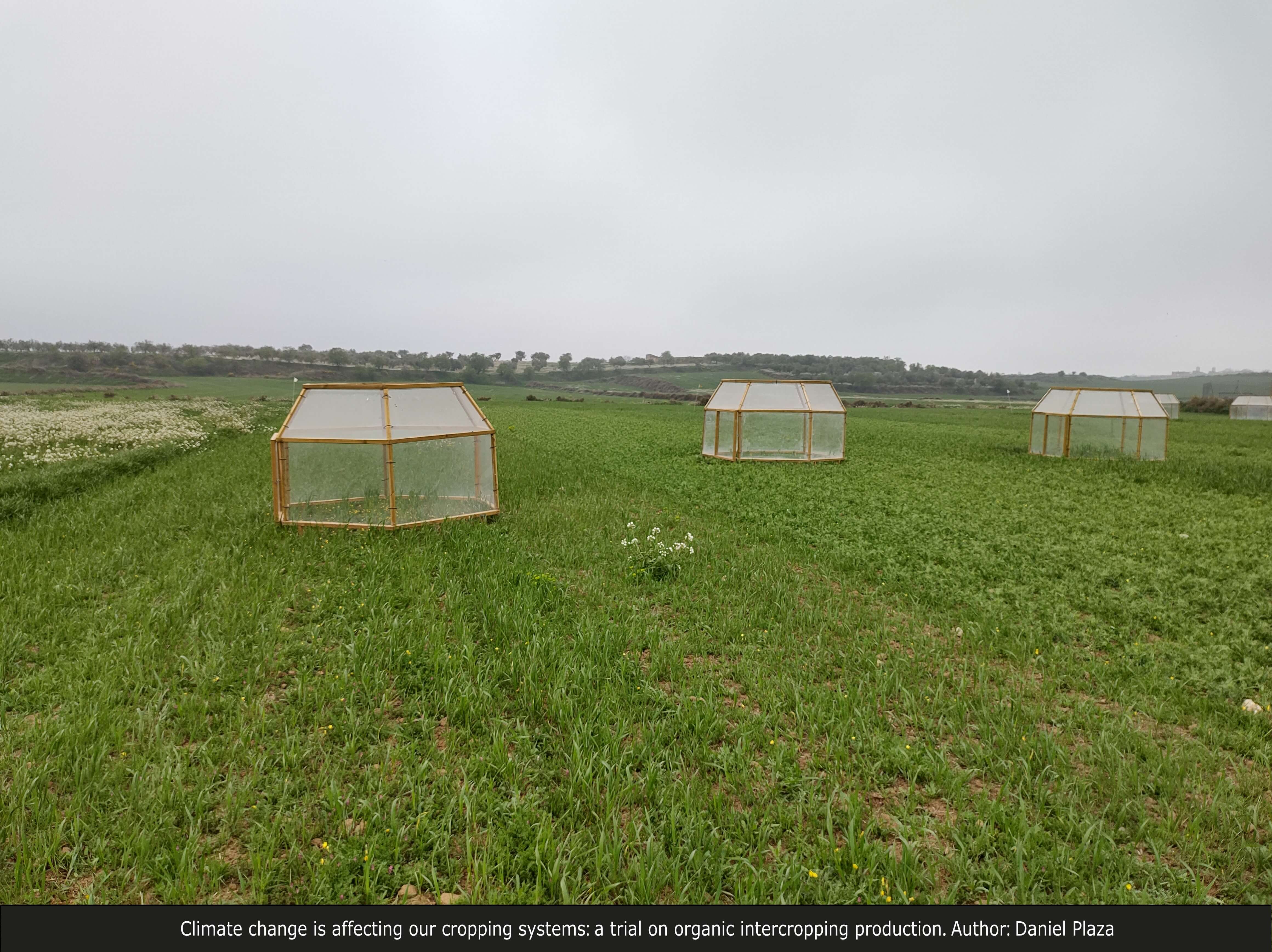 Climate change is affecting our cropping systems: a trial on organic intercropping production.