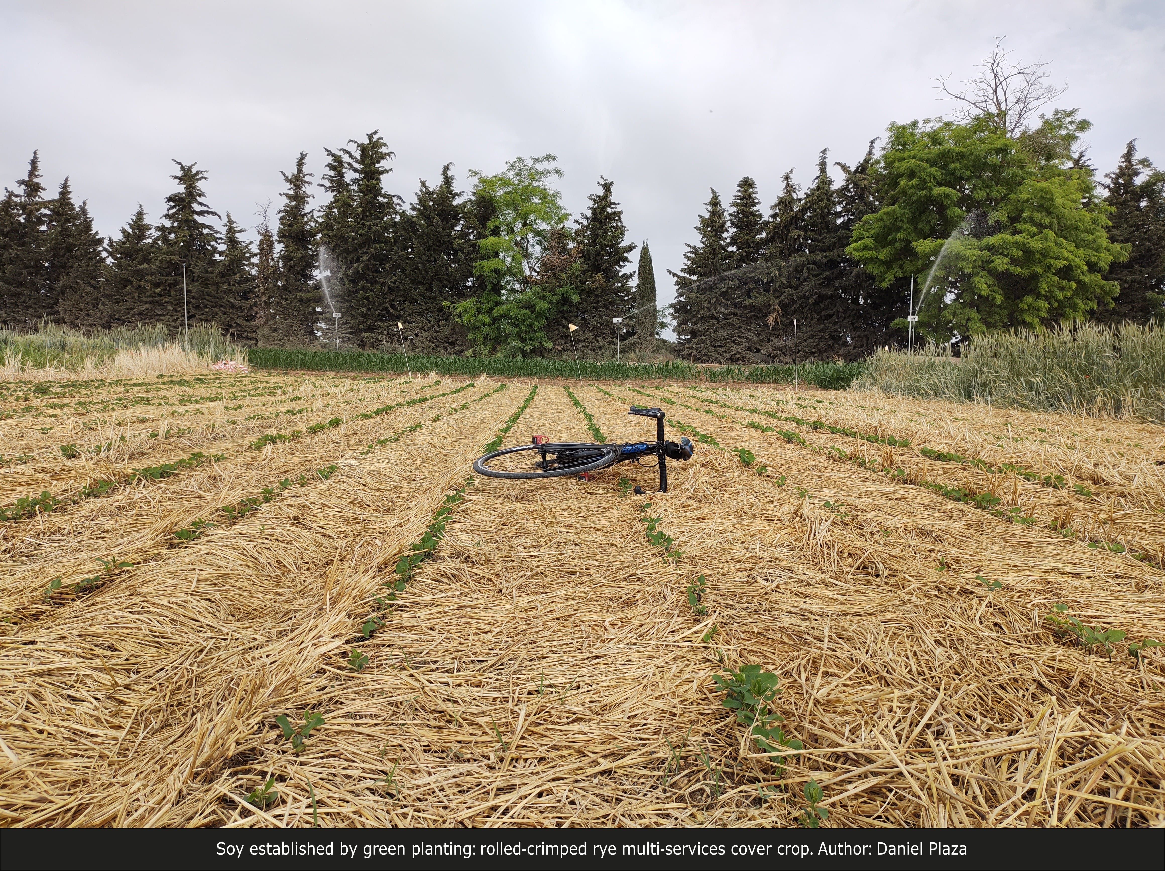 Soy established by green planting: rolled-crimped rye multi-services cover crop.