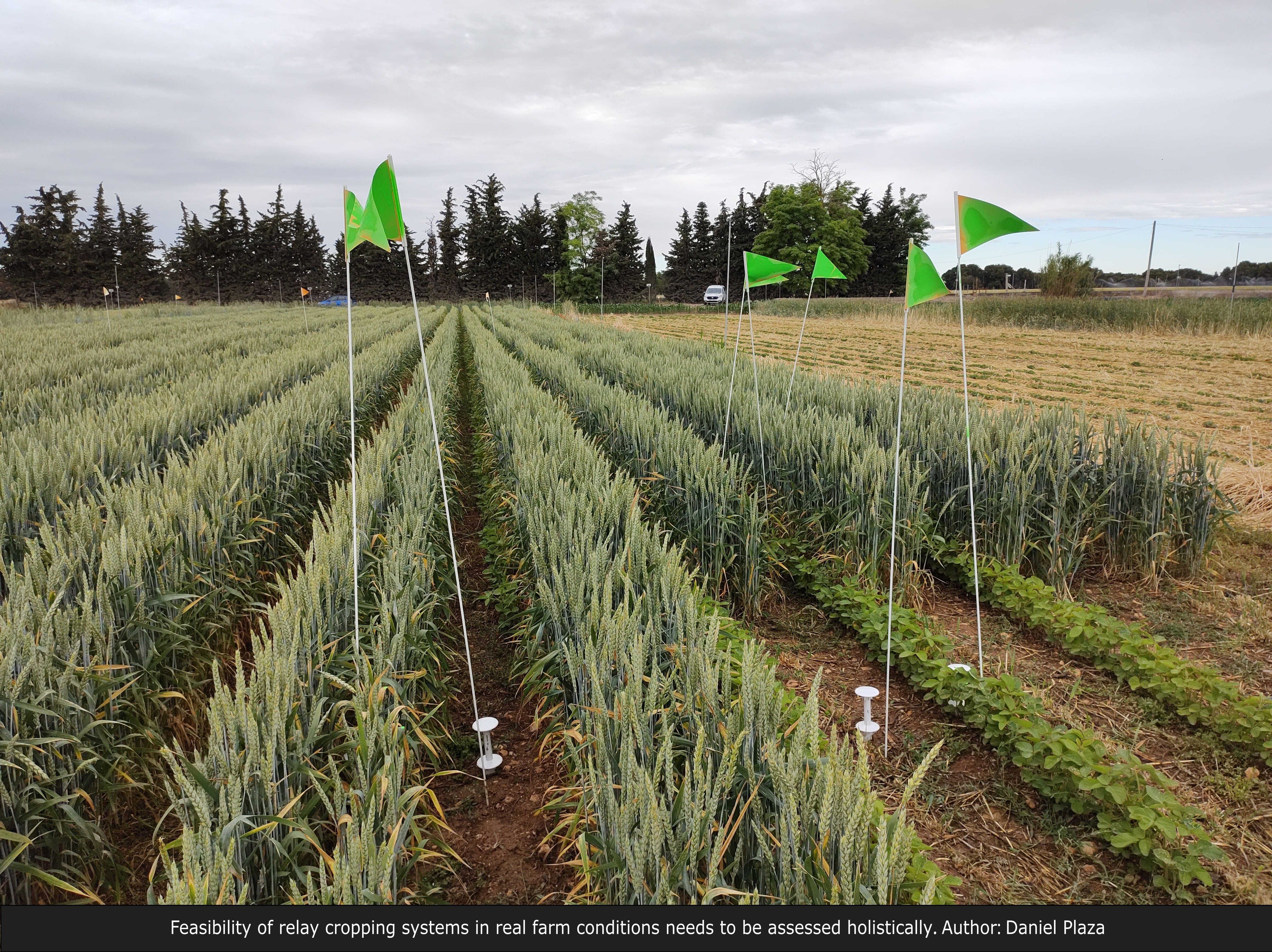 Feasibility of relay cropping systems in real farm conditions needs to be assessed holistically.