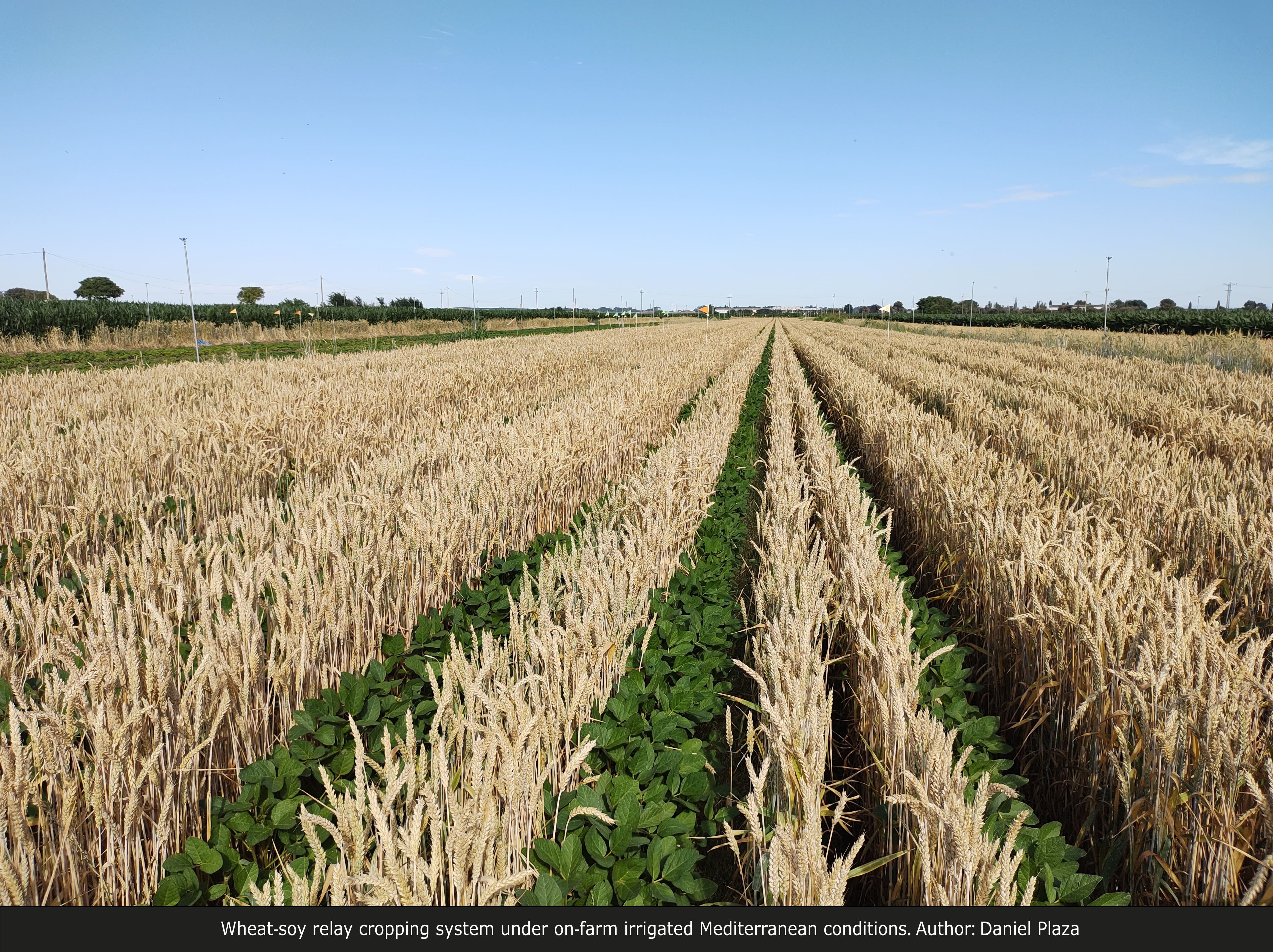 Wheat-soy relay cropping system under on-farm irrigated Mediterranean conditions.