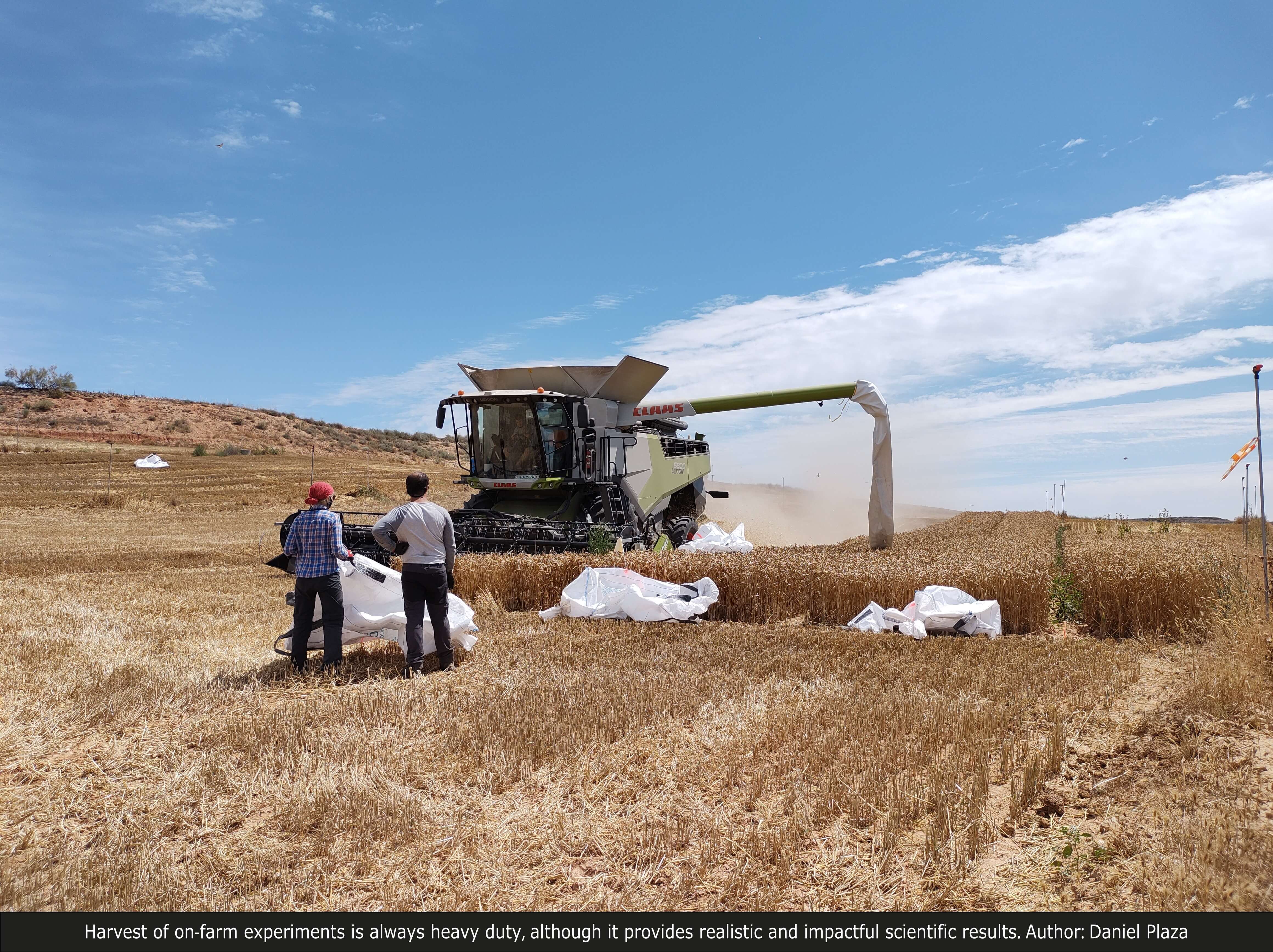 Harvest of on-farm experiments is always heavy duty, although it provides realistic and impactful scientific results.